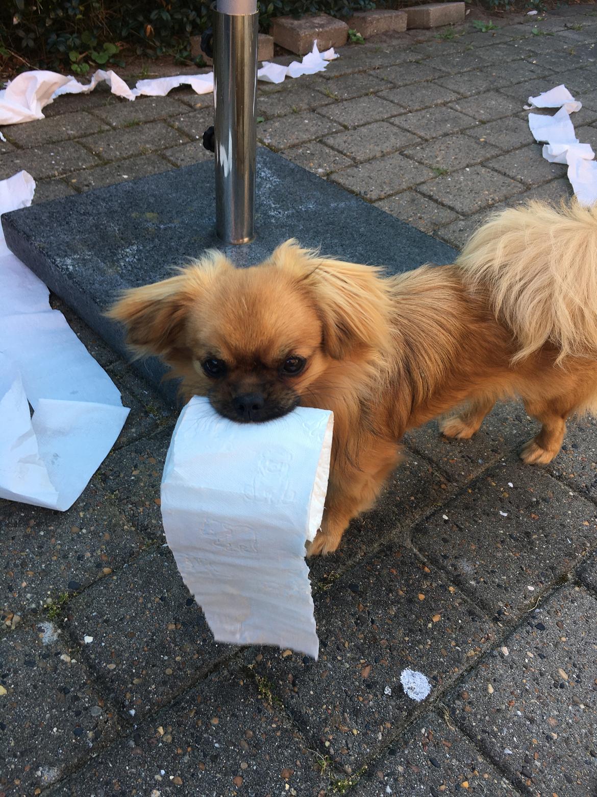 Tibetansk spaniel Alma billede 3