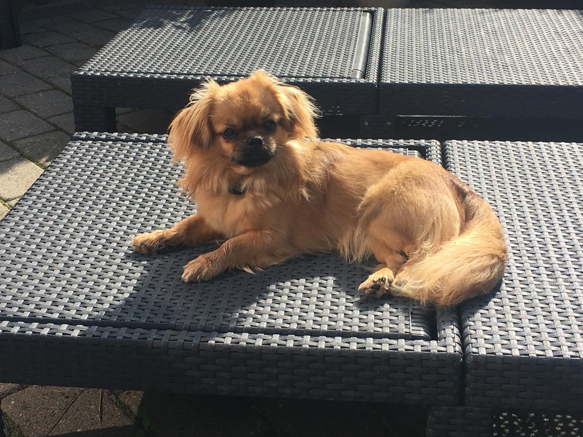 Tibetansk spaniel Alma billede 4