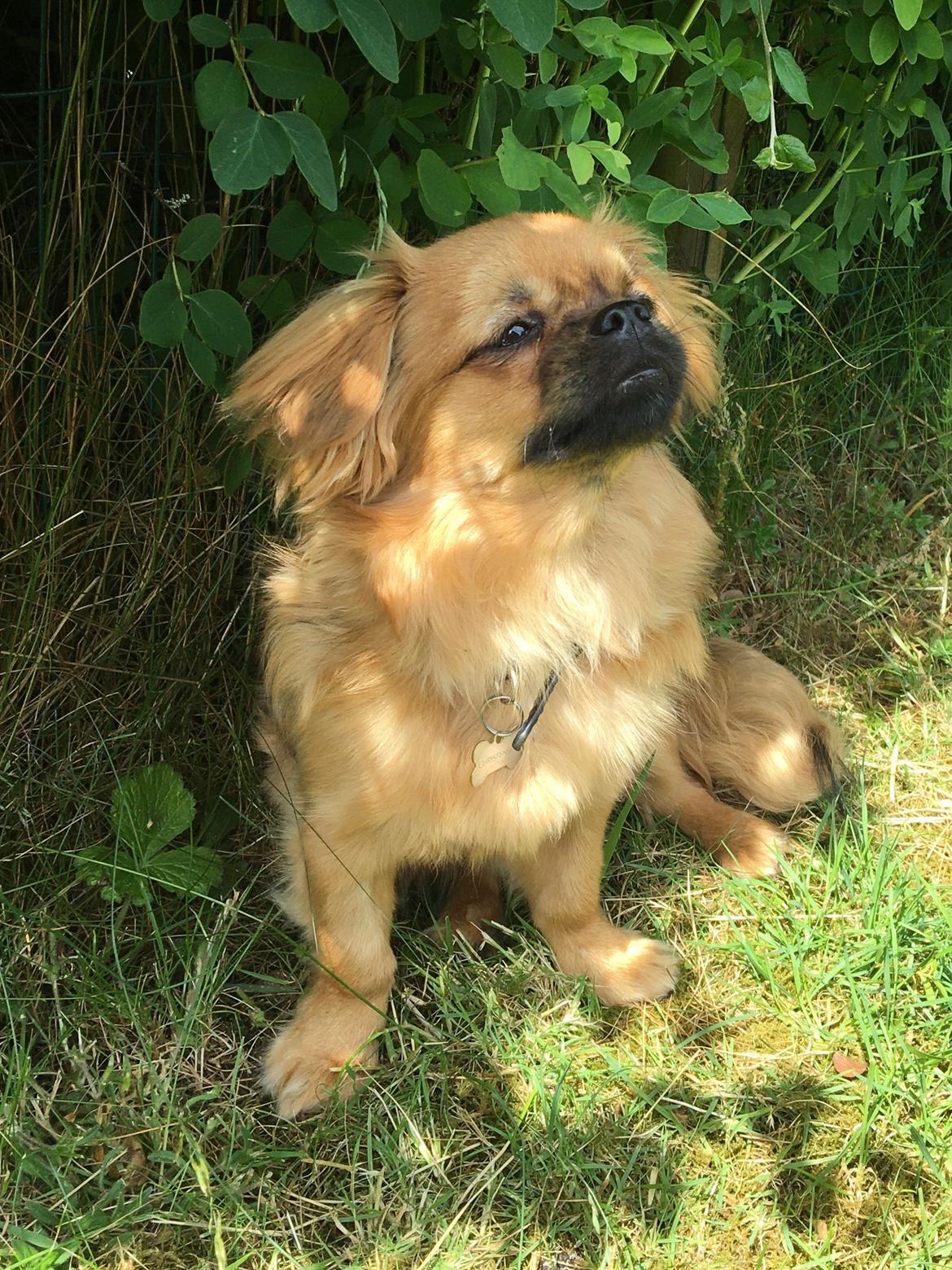 Tibetansk spaniel Alma billede 2