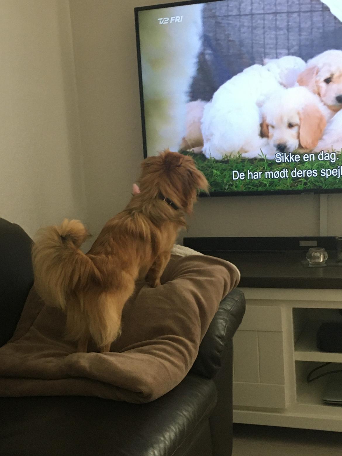 Tibetansk spaniel Alma billede 5