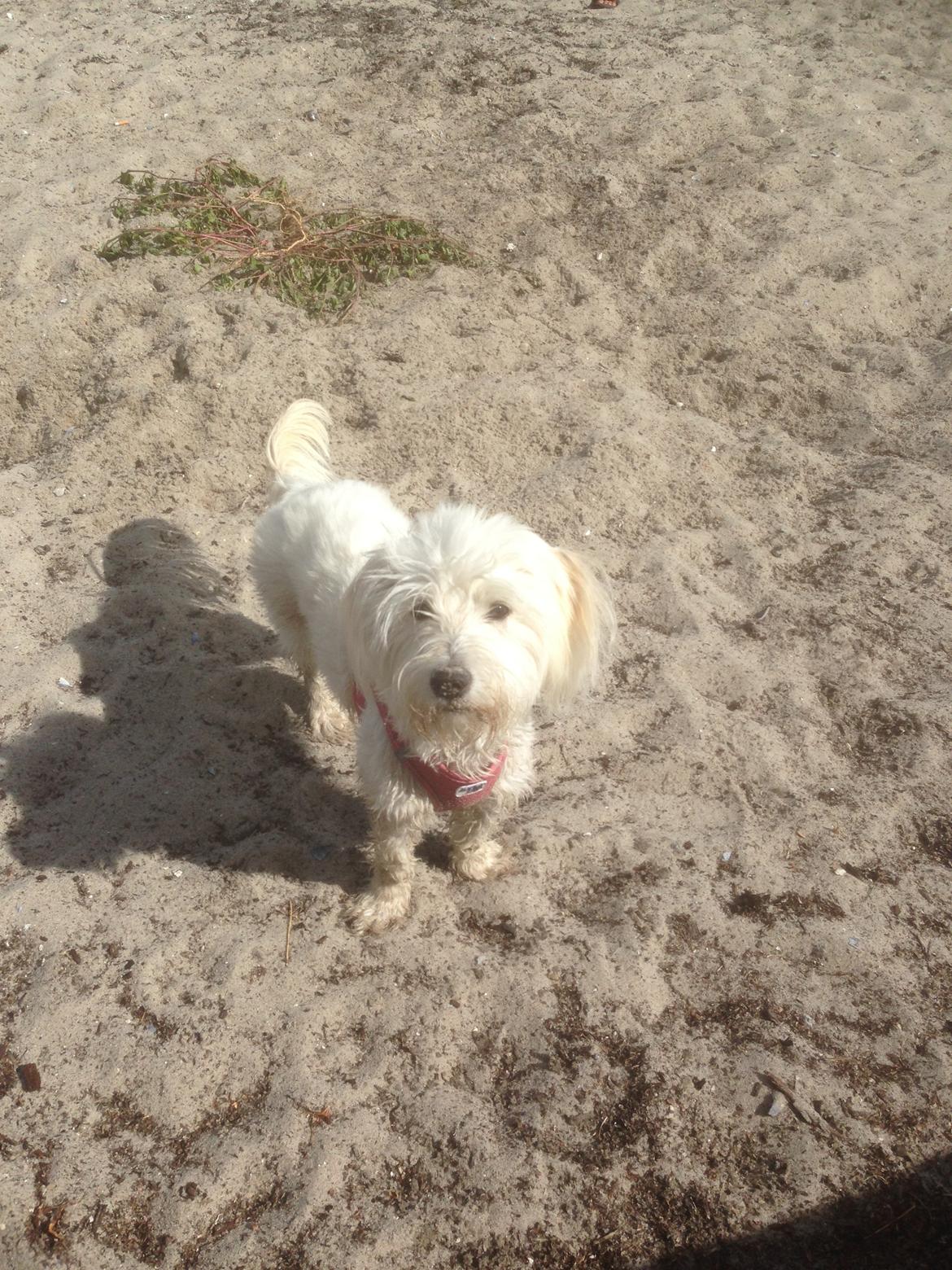 Blanding af racer Luna billede 21