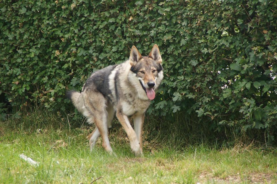 Tjekkoslovakisk ulvehund Rollo  billede 38