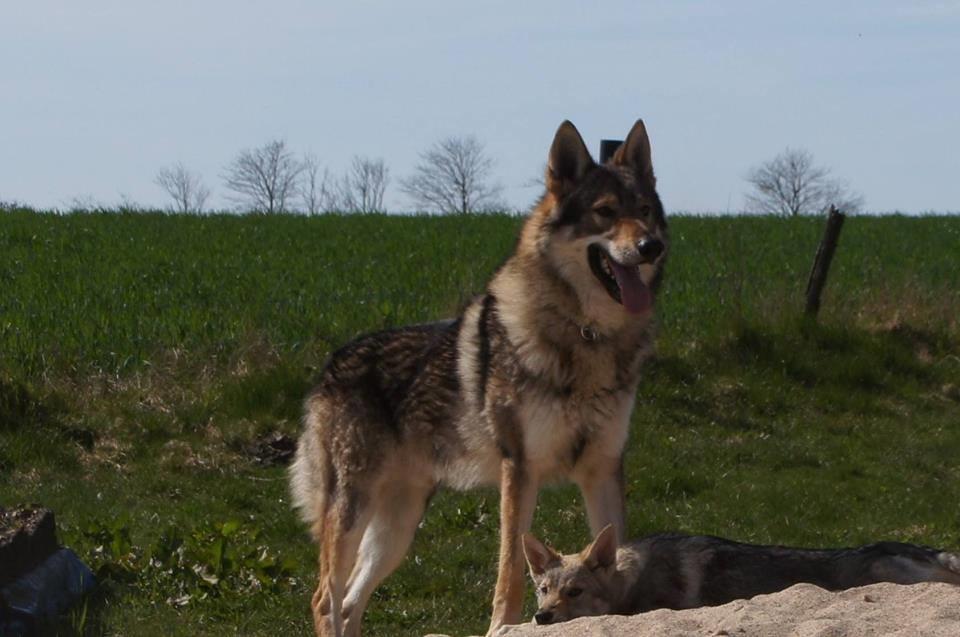 Tjekkoslovakisk ulvehund Rollo  billede 1