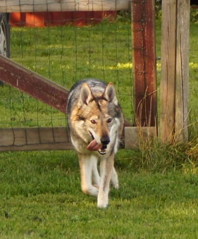 Tjekkoslovakisk ulvehund Eika billede 5