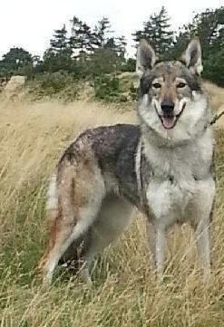 Tjekkoslovakisk ulvehund Eika billede 6