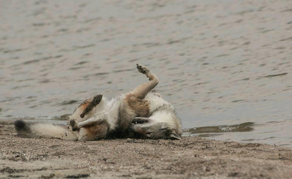 Tjekkoslovakisk ulvehund Eika billede 7