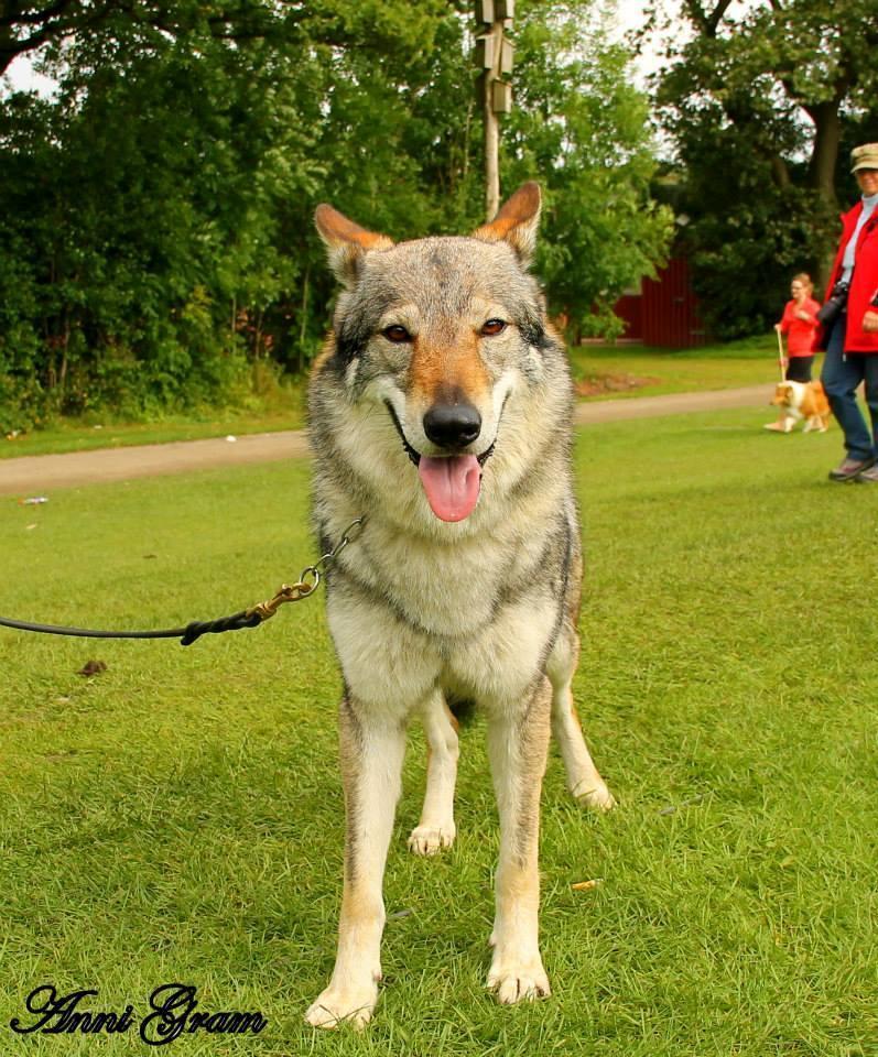 Tjekkoslovakisk ulvehund Eika billede 8