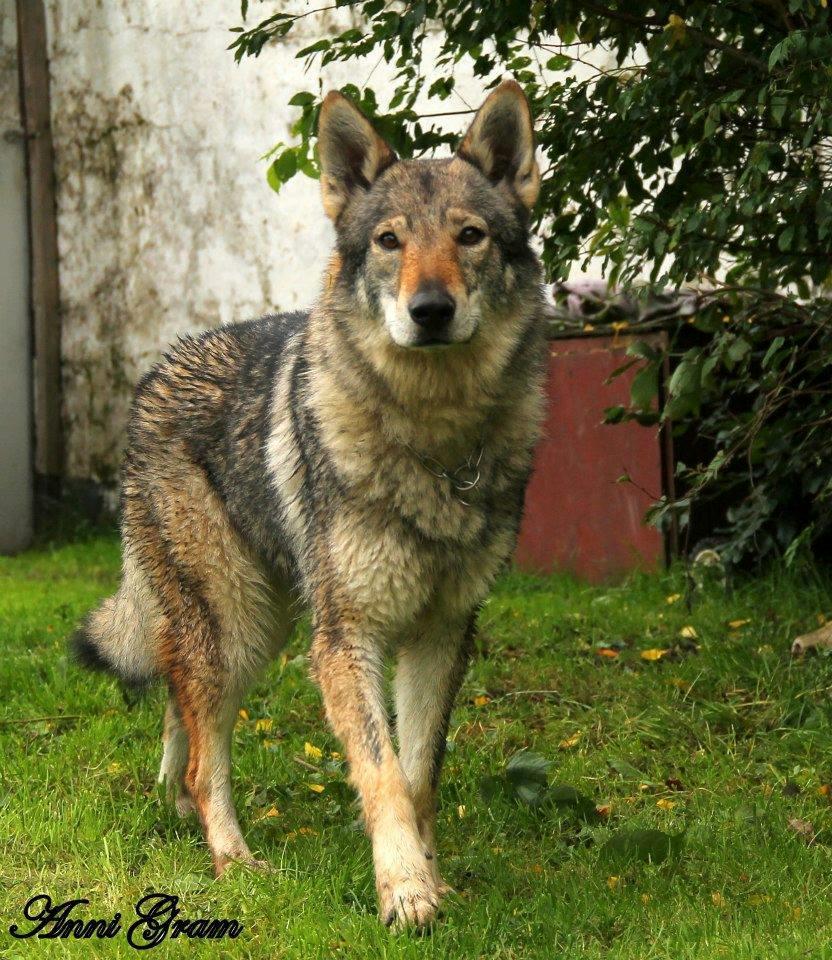 Tjekkoslovakisk ulvehund Eika billede 9