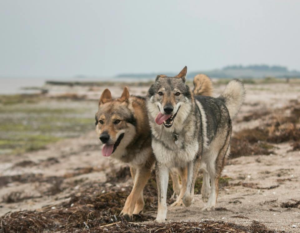 Tjekkoslovakisk ulvehund Eika billede 10