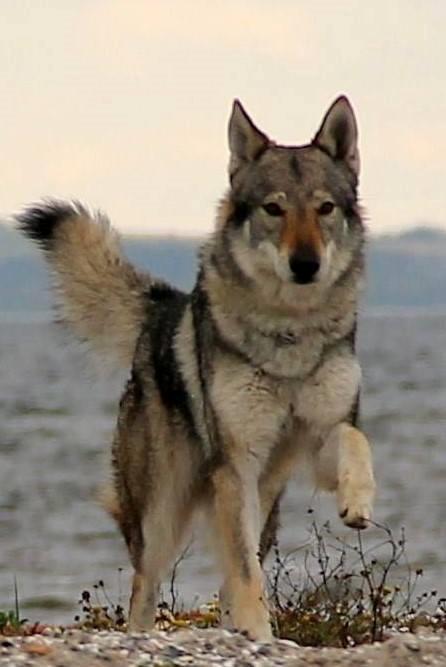 Tjekkoslovakisk ulvehund Eika billede 4