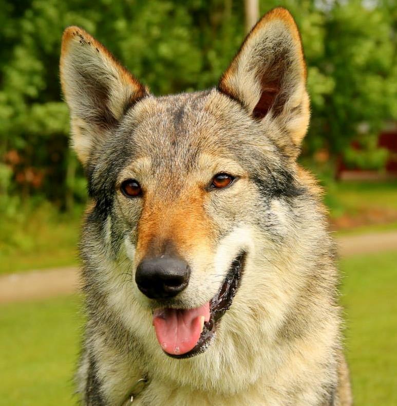 Tjekkoslovakisk ulvehund Eika billede 11