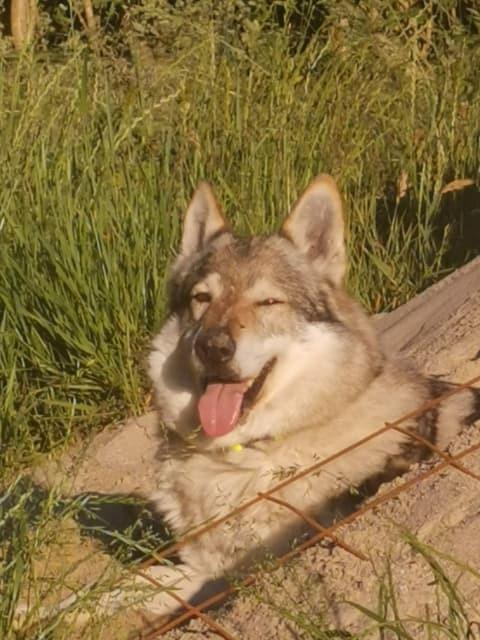 Tjekkoslovakisk ulvehund Eika billede 12