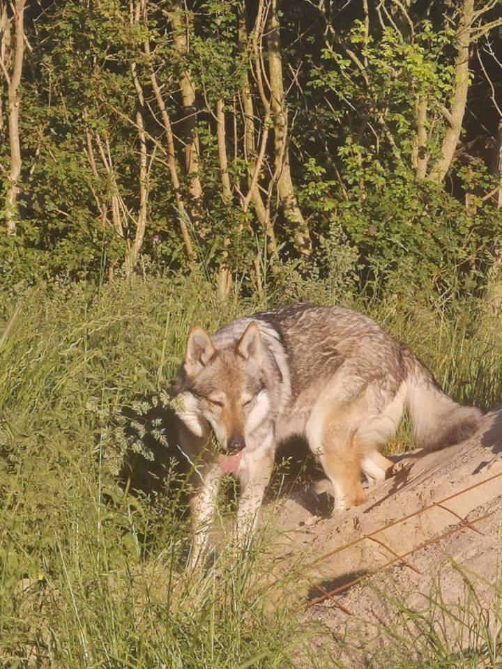 Tjekkoslovakisk ulvehund Eika billede 13