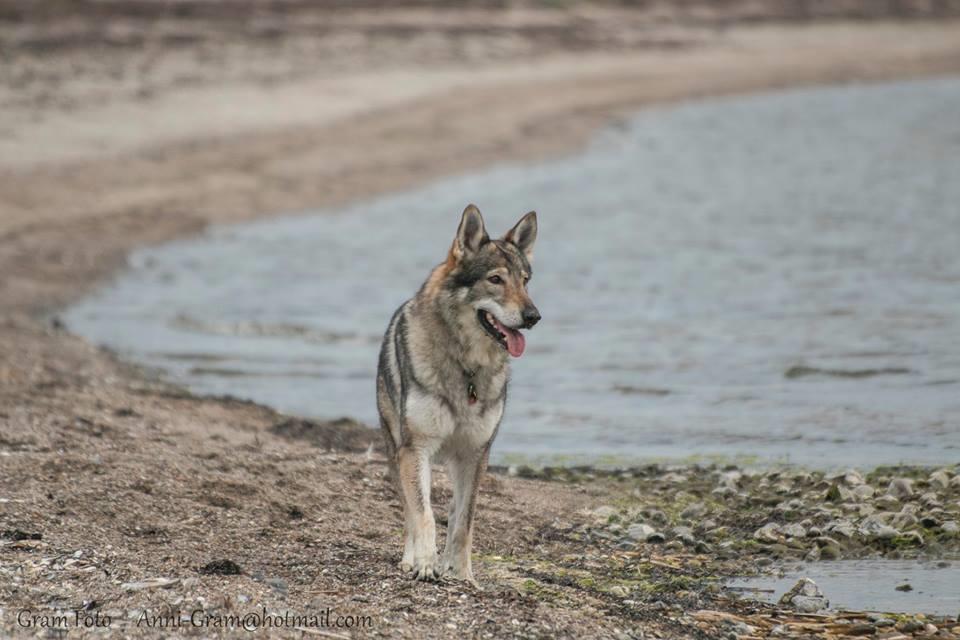 Tjekkoslovakisk ulvehund Eika billede 3