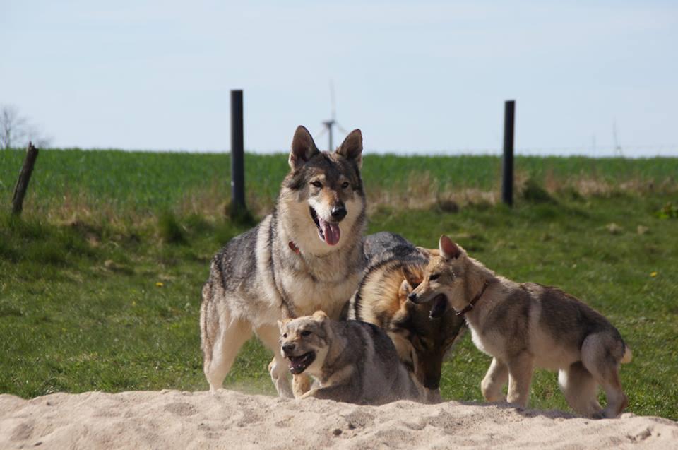 Tjekkoslovakisk ulvehund Eika billede 2