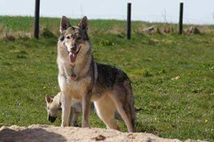 Tjekkoslovakisk ulvehund Eika billede 1