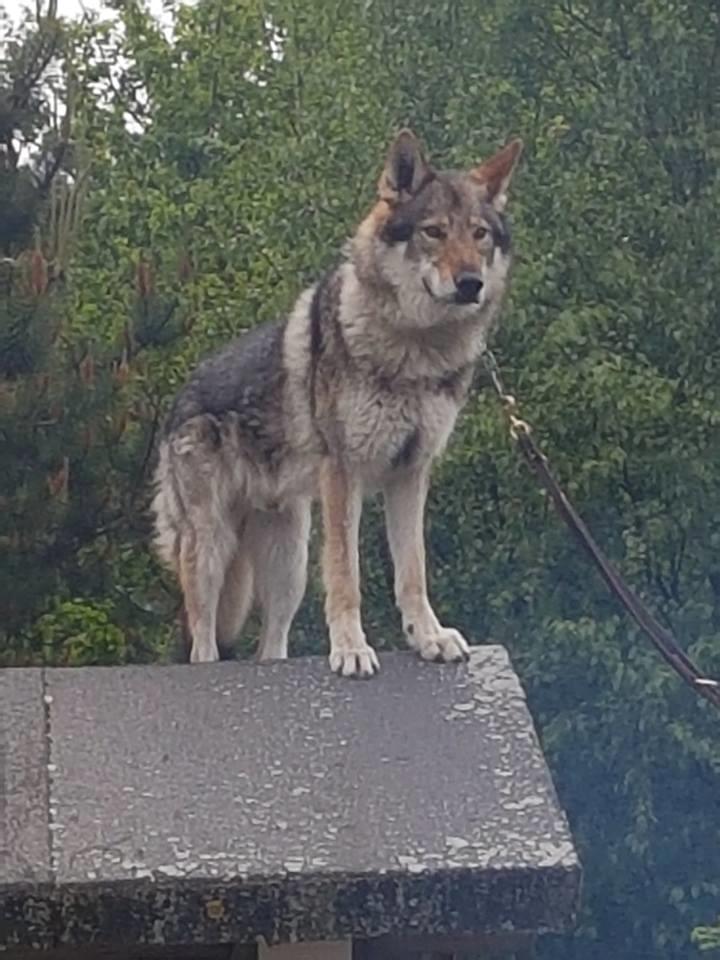 Tjekkoslovakisk ulvehund Rollo  billede 39