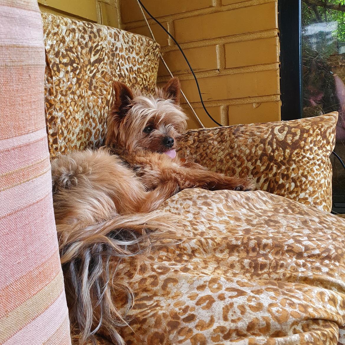 Yorkshire terrier Hovsa billede 2