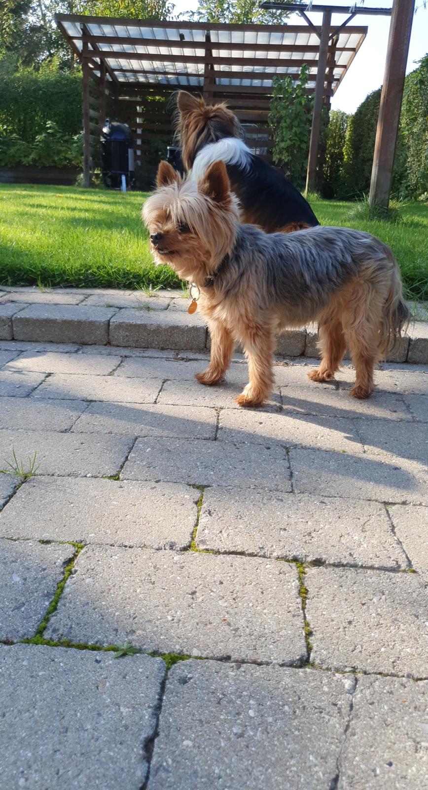 Yorkshire terrier Hovsa billede 3