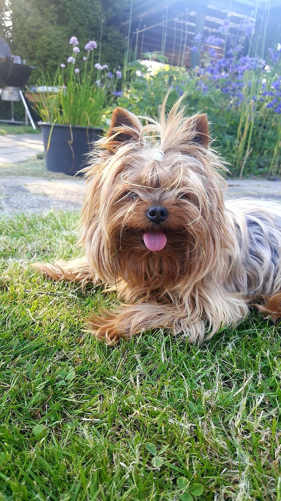 Yorkshire terrier Hovsa billede 4