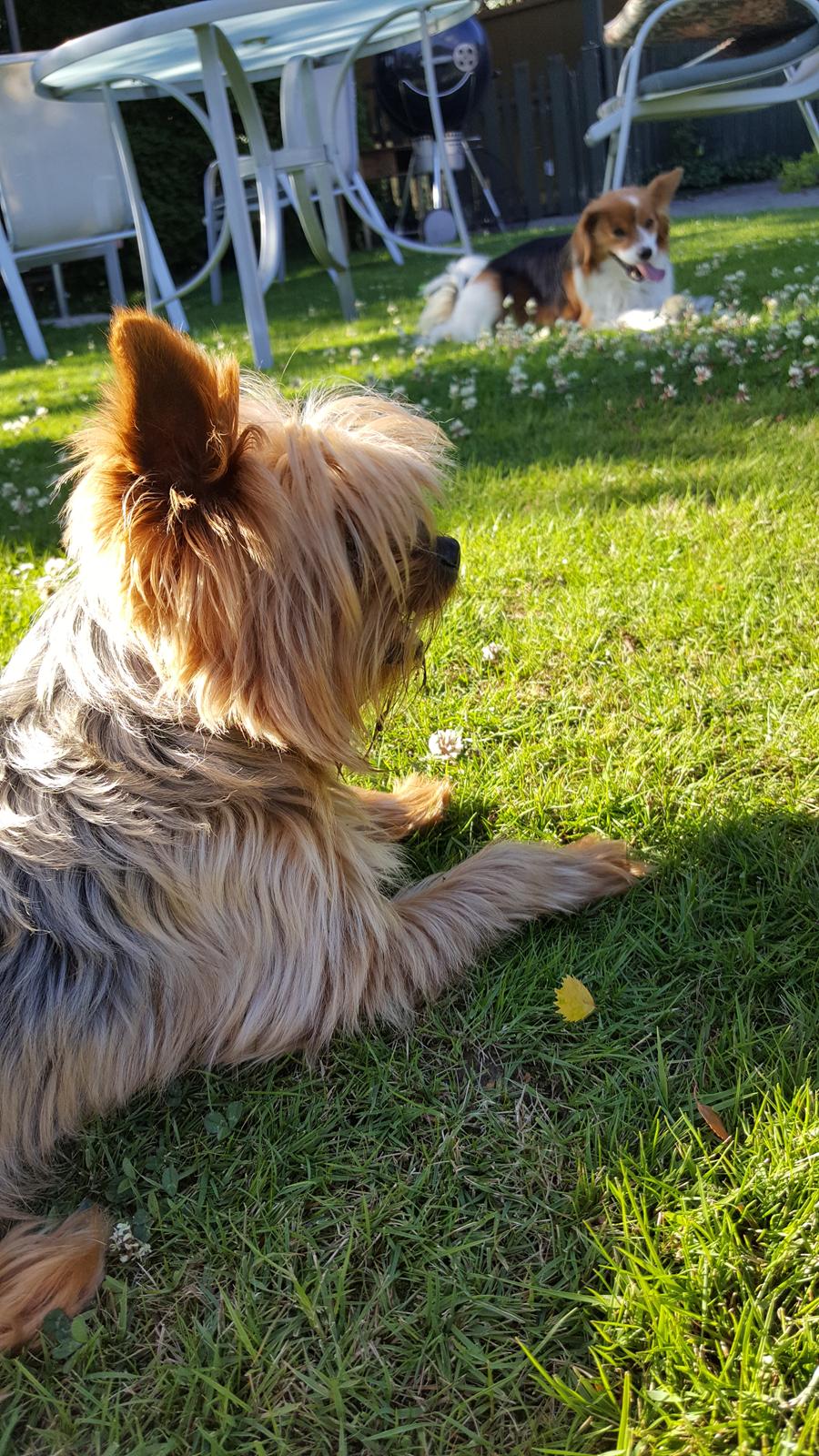 Yorkshire terrier Hovsa billede 5