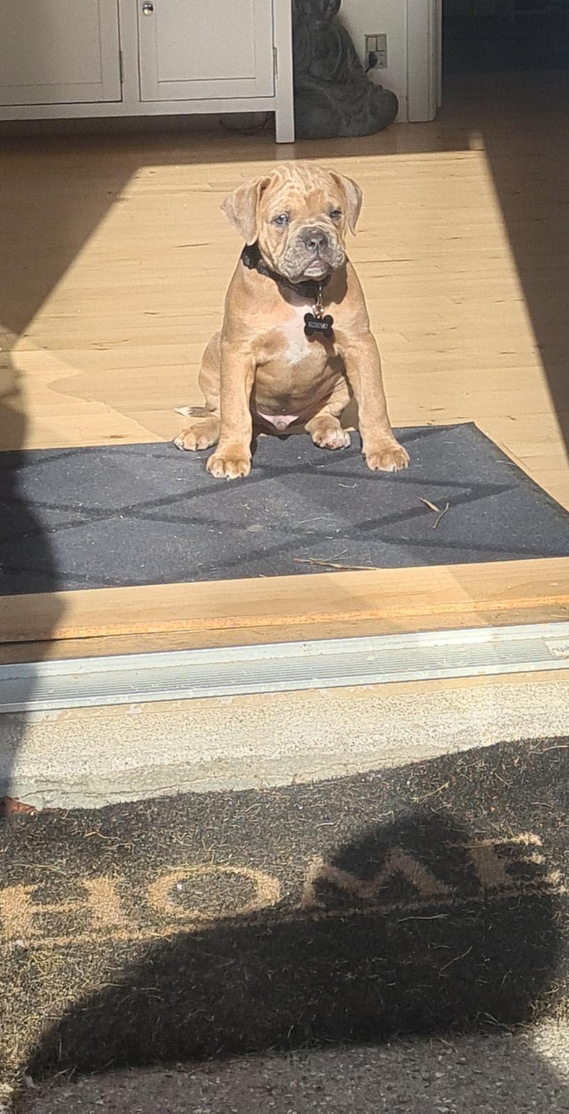 Blanding af racer Hector  billede 1