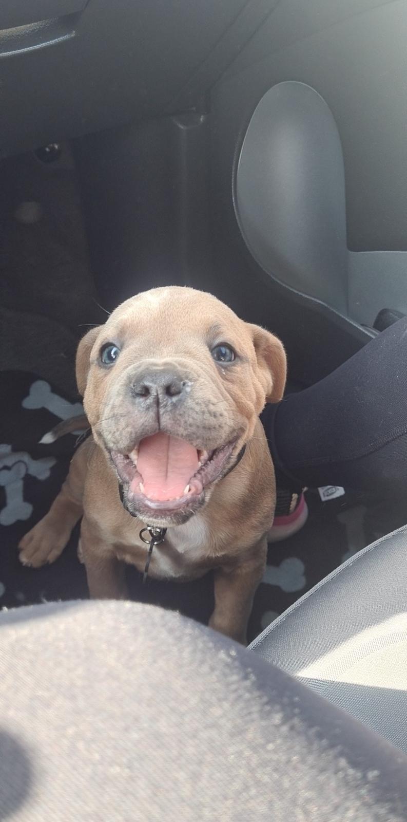 Blanding af racer Hector  billede 3