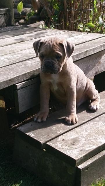 Blanding af racer Hector  billede 2