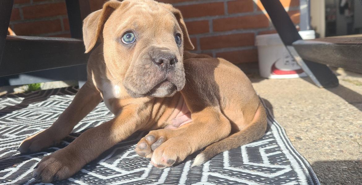 Blanding af racer Hector  billede 4