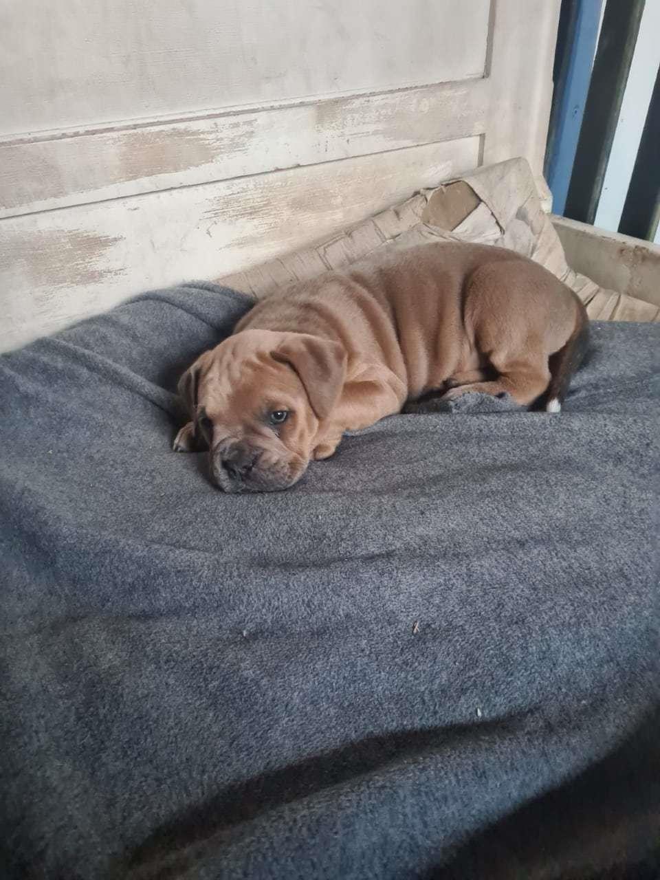 Blanding af racer Hector  billede 5