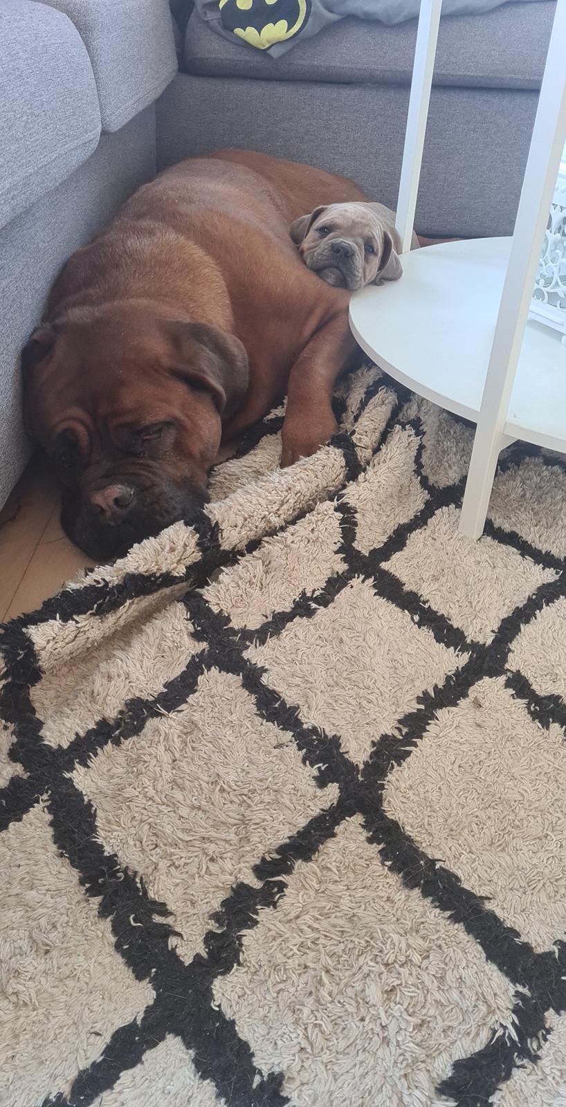 Blanding af racer Hector  billede 6