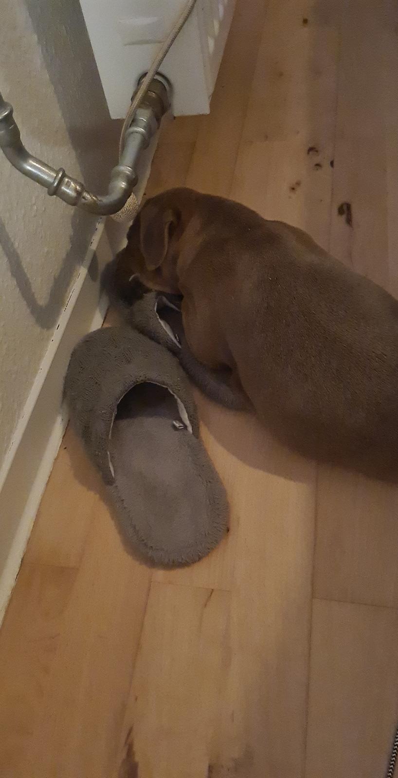 Blanding af racer Hector  billede 7