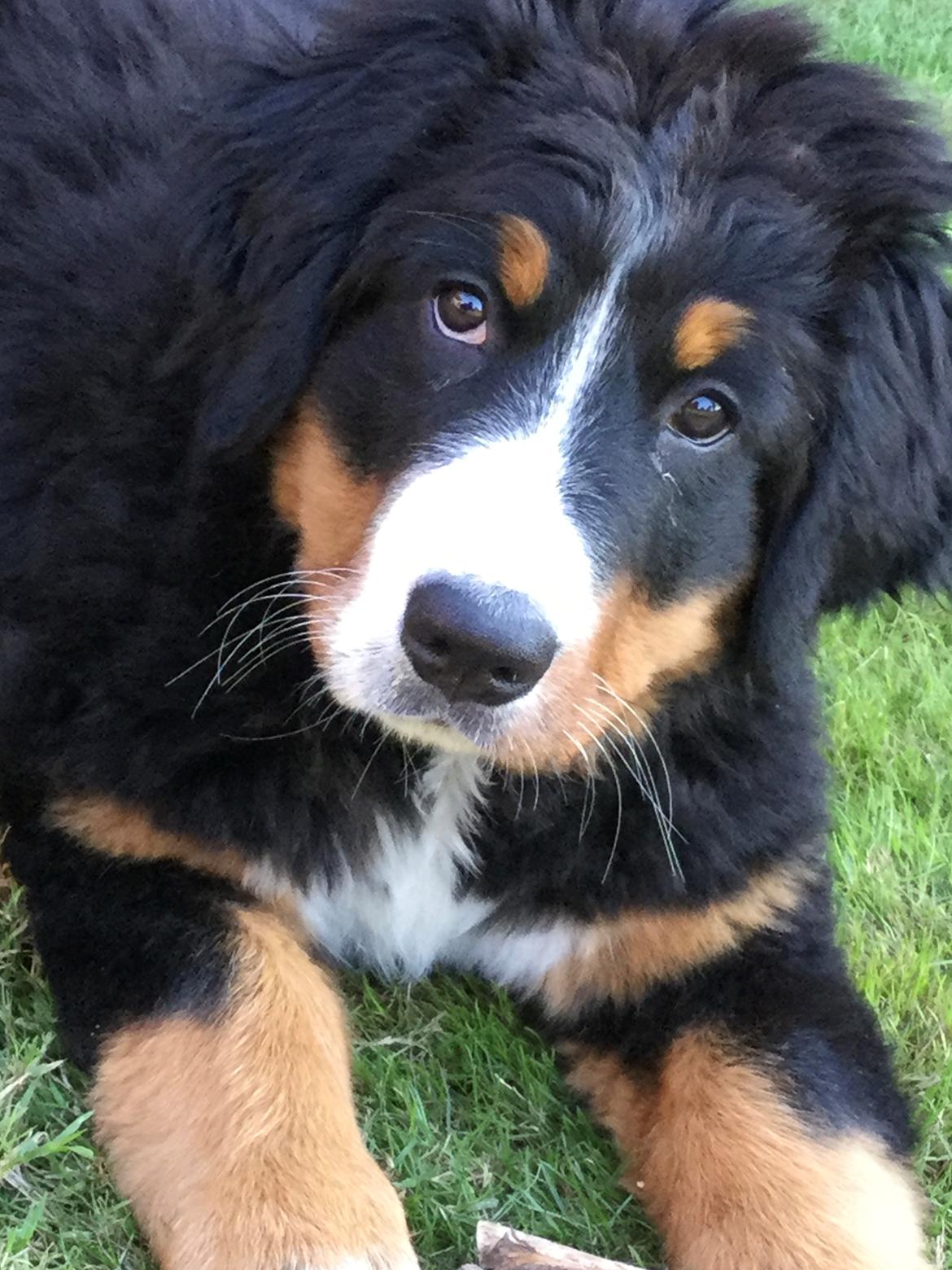 Berner sennenhund Berner Højgårds Hollie billede 1