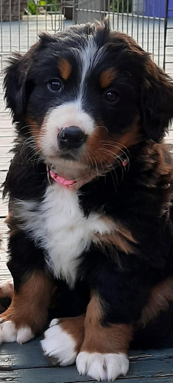 Berner sennenhund Berner Højgårds Hollie billede 2