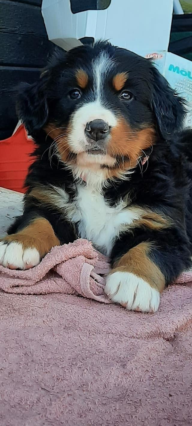 Berner sennenhund Berner Højgårds Hollie billede 4