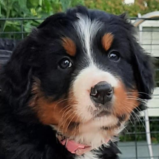 Berner sennenhund Berner Højgårds Hollie billede 3