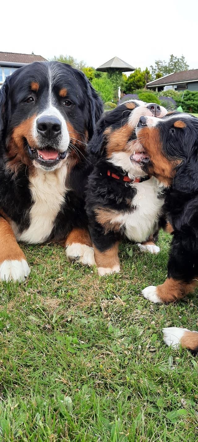 Berner sennenhund Berner Højgårds Hollie billede 6