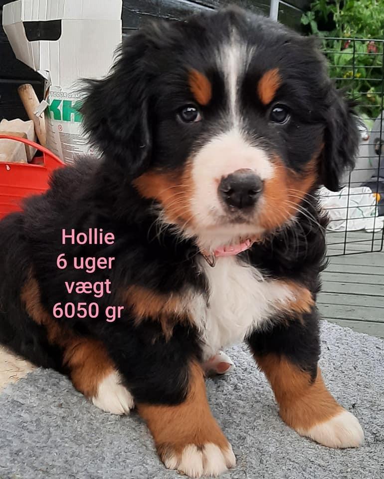 Berner sennenhund Berner Højgårds Hollie billede 7