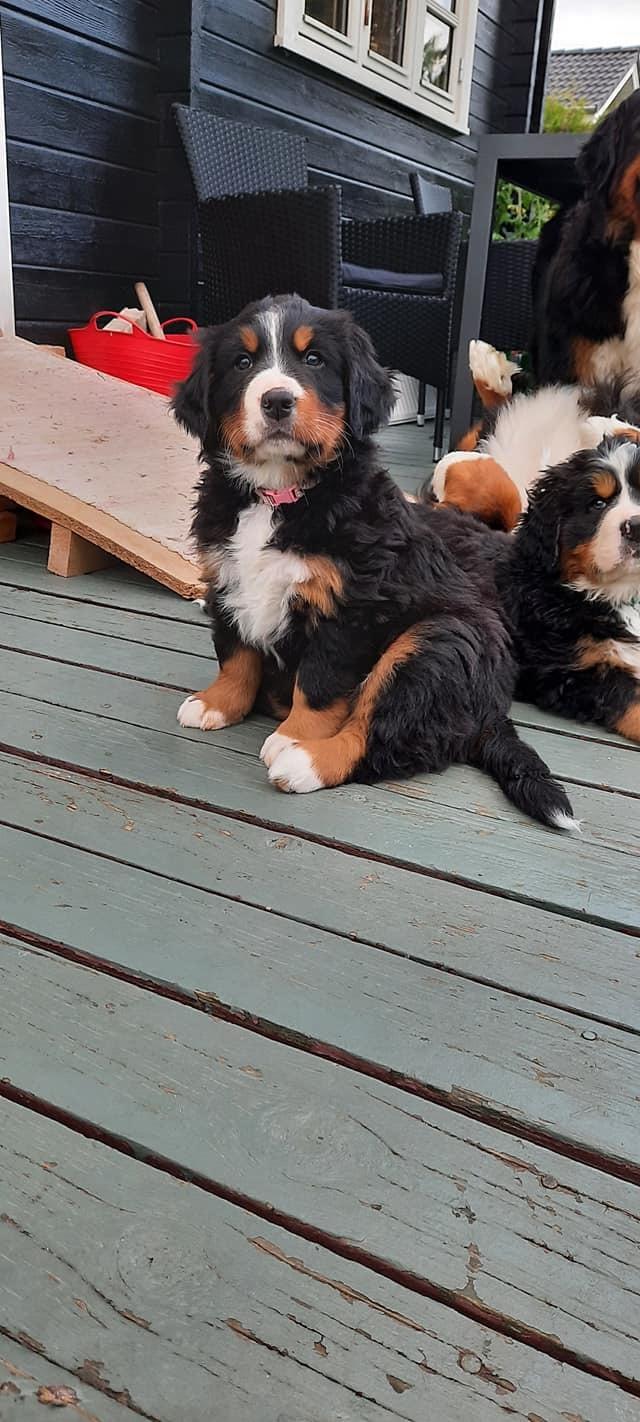 Berner sennenhund Berner Højgårds Hollie billede 8