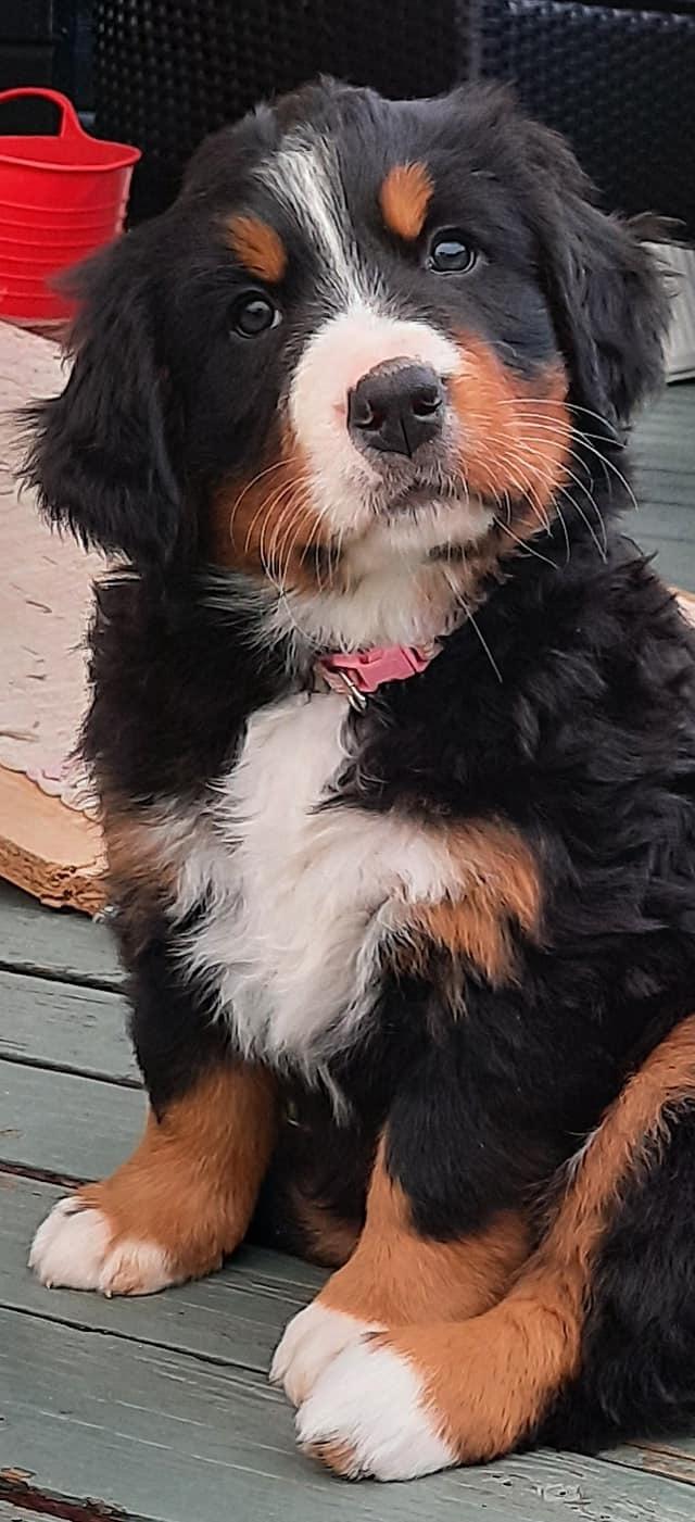 Berner sennenhund Berner Højgårds Hollie billede 9