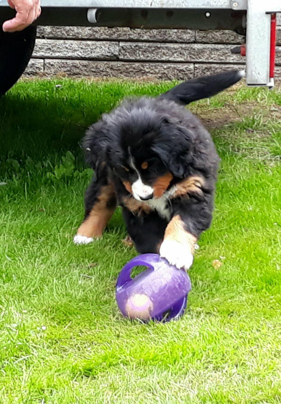 Berner sennenhund Berner Højgårds Hollie billede 10