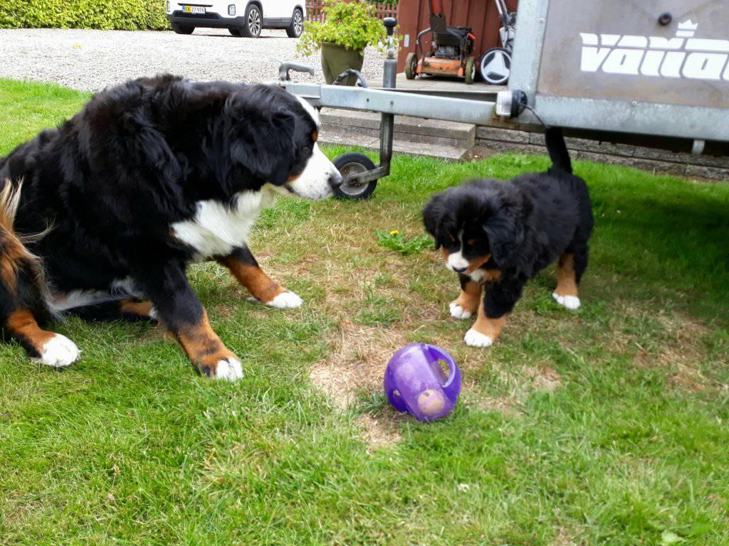 Berner sennenhund Berner Højgårds Hollie billede 11