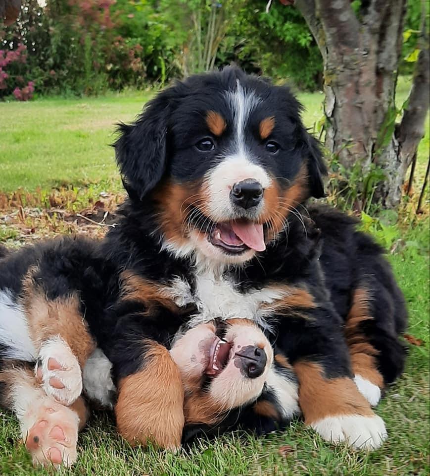 Berner sennenhund Berner Højgårds Hollie billede 5