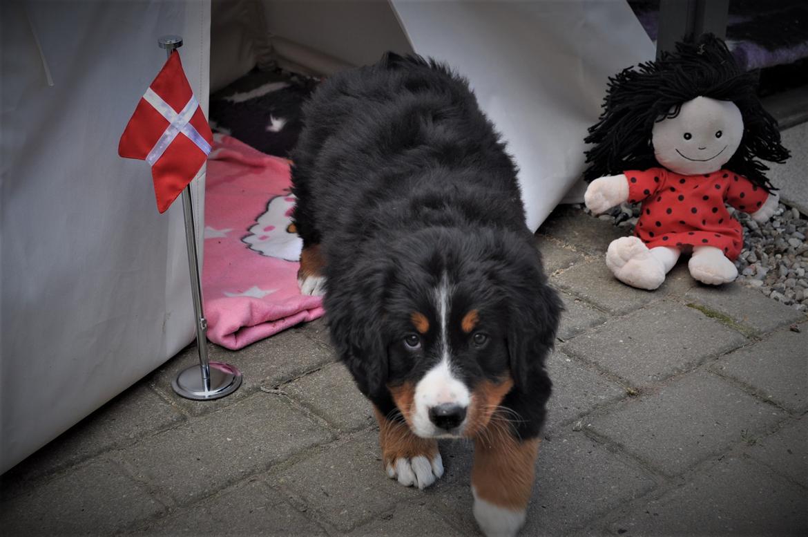 Berner sennenhund Berner Højgårds Hollie billede 13