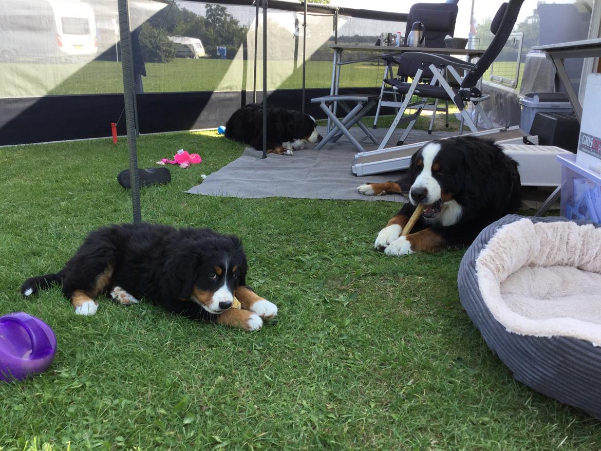 Berner sennenhund Berner Højgårds Hollie billede 14