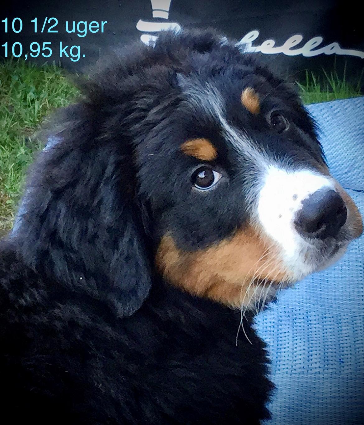 Berner sennenhund Berner Højgårds Hollie billede 16