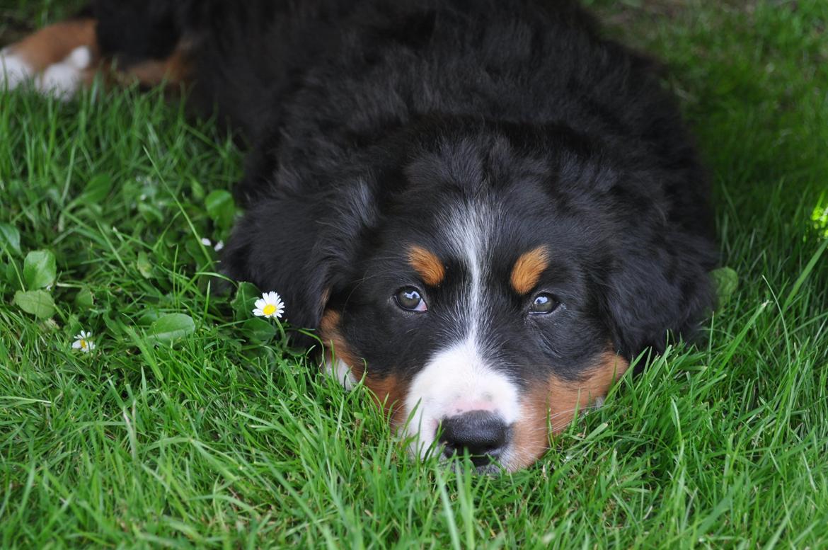 Berner sennenhund Berner Højgårds Hollie billede 21