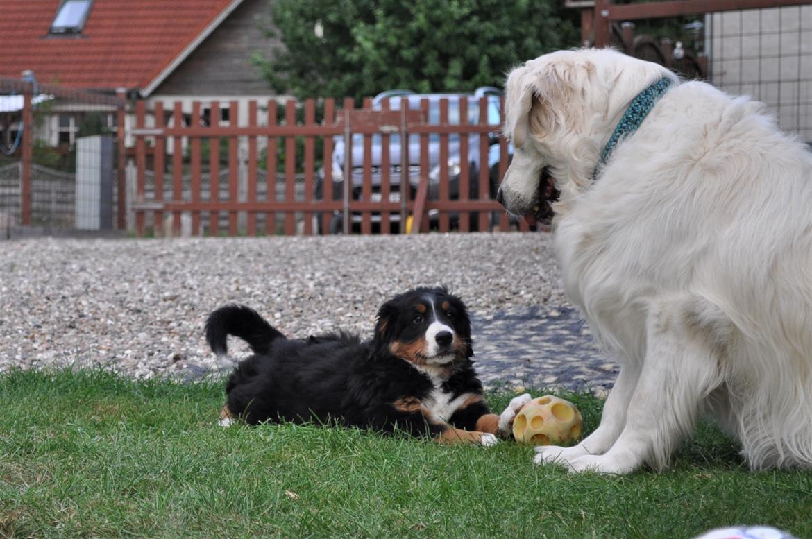 Berner sennenhund Berner Højgårds Hollie billede 22