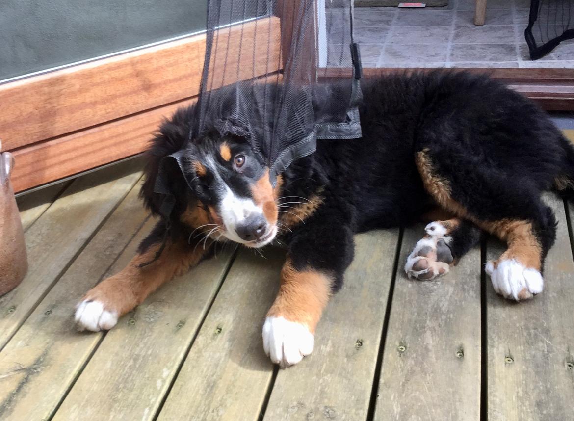 Berner sennenhund Berner Højgårds Hollie billede 19