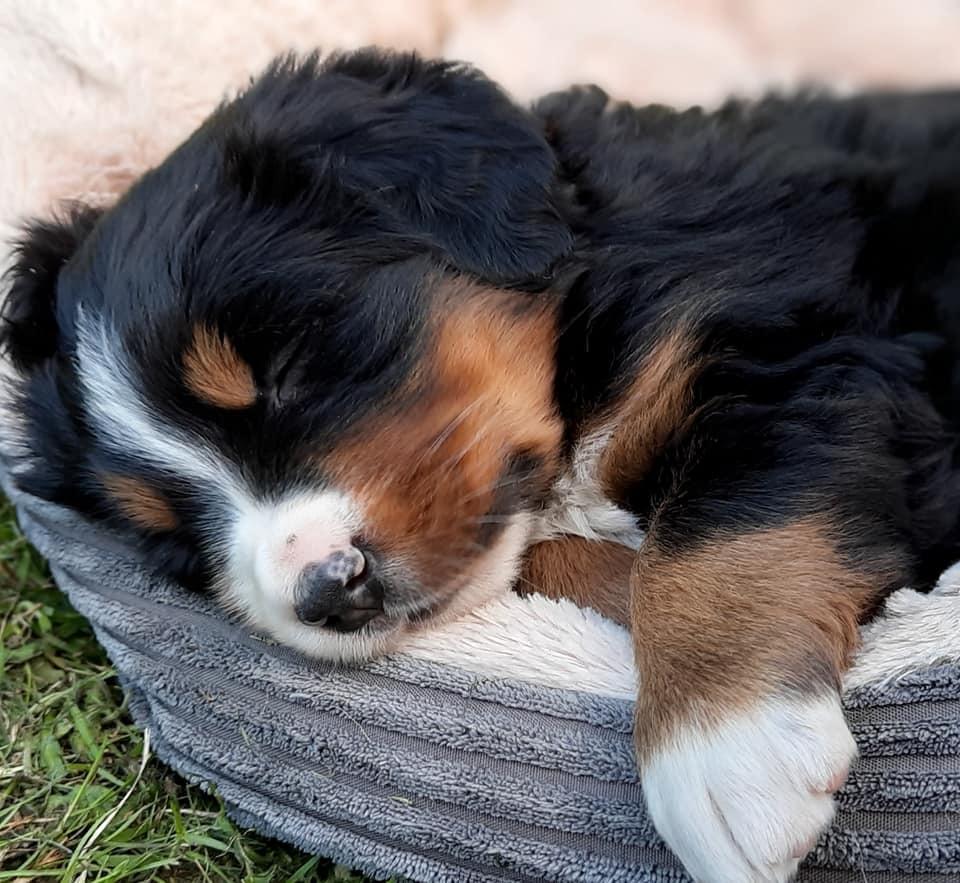 Berner sennenhund Berner Højgårds Hollie billede 24